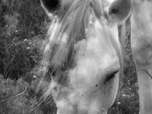 Heavenly Horses / Облачные Лошадки - Арт Директор Ганова Людмила. Фотографы Цуриков Илья & Ket Gun