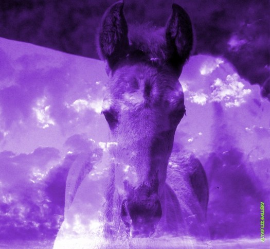 Heavenly Horses / Облачные Лошадки - Арт Директор Ганова Людмила. Фотографы Цуриков Илья & Ket Gun